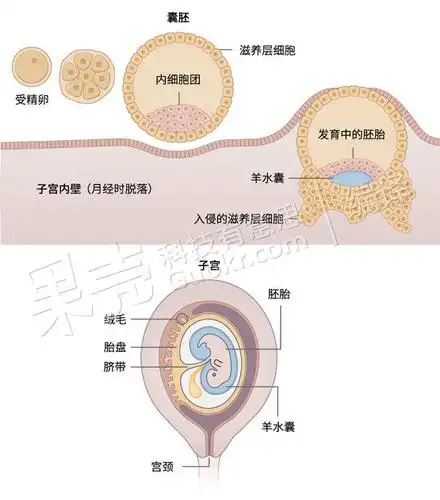 为了孩子理解胎盘