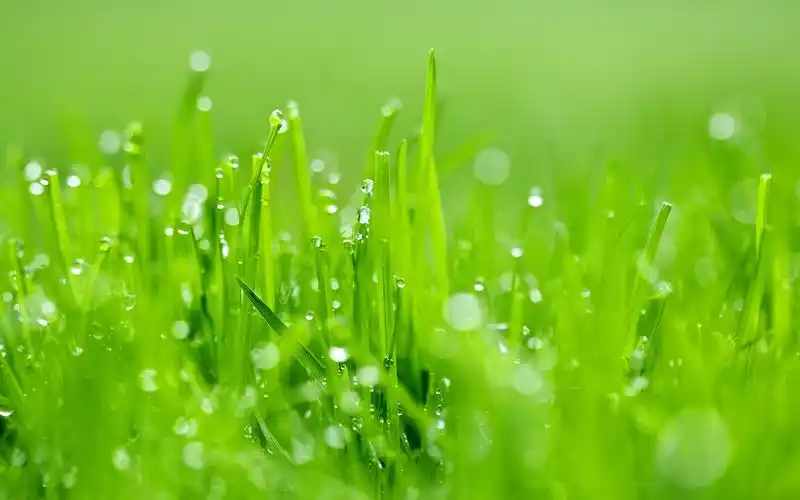 首页 桌面壁纸 好看的唯美花卉植物高清壁纸上一张下一张查看原图