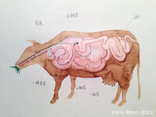 牛的消化示意图