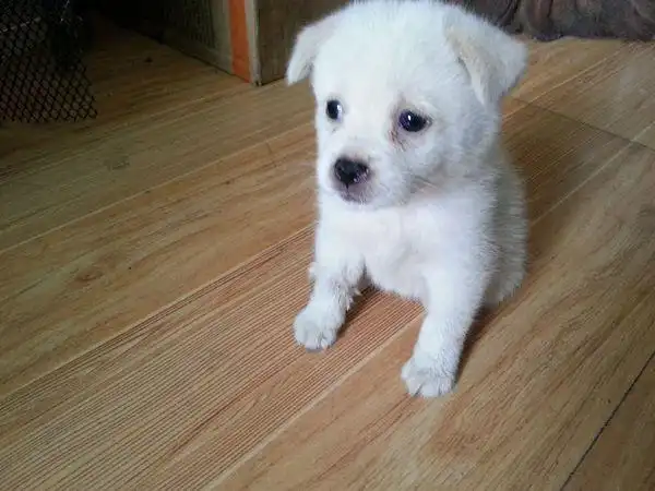 哪位狗狗大仙知道这是什么狗 没尾巴的 2个多月