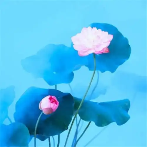 微信最吉利的好看头像风水好聚财转运的最吉利头像图片