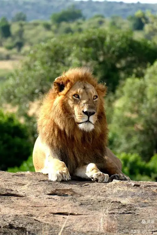 走进动物世界的国度—肯尼亚