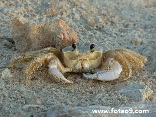 梦见浑江大水房屋梁断进水意味着什么?_周公解梦查询_佛滔算命网