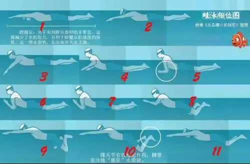 蛙泳的动作要领口诀:蛙泳完全动画图解和一看就懂一练就会的口诀