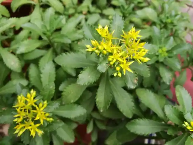 夏季良草——土三七