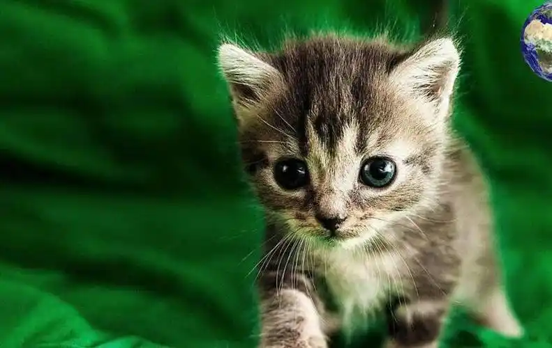 所以世界上体型最小的茶杯猫毋庸置疑就是世界上最萌的猫咪茶杯猫作为