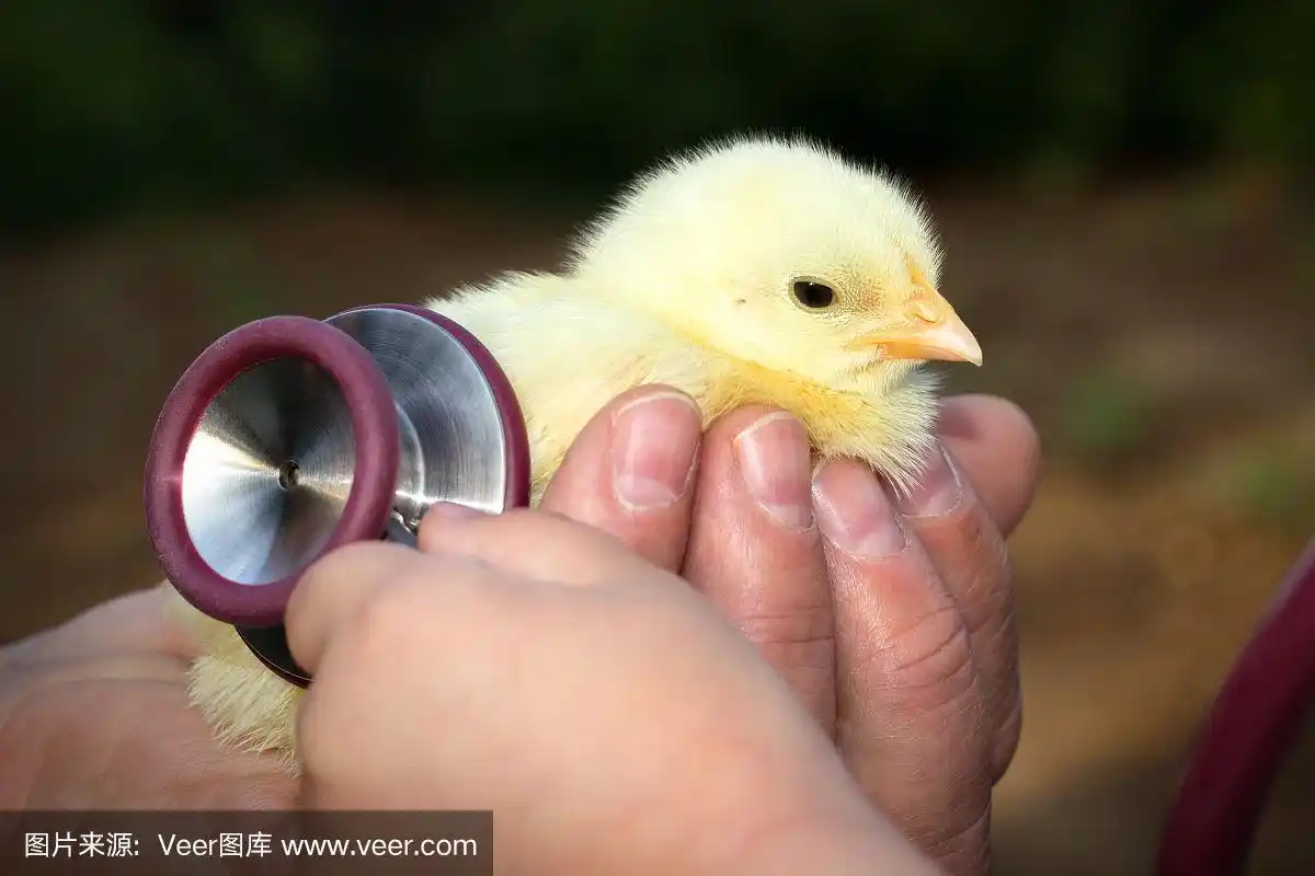 小女孩在检查小鸡的健康状况