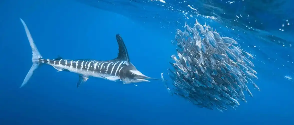 时速130公里的剑鱼能刺穿50公分的船板如今却成陪葬品