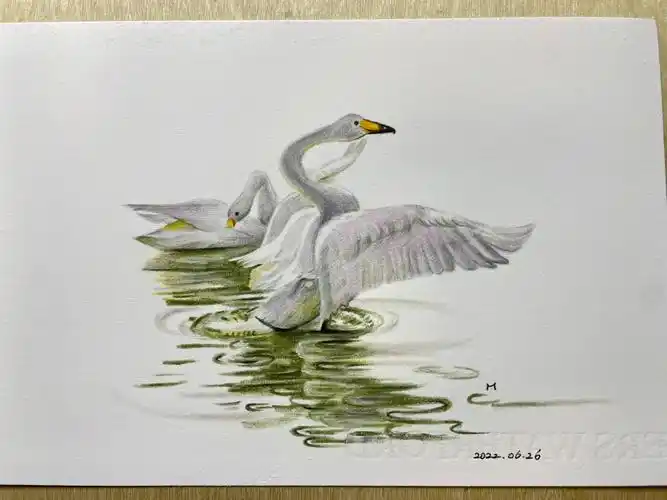 天鹅06彩铅