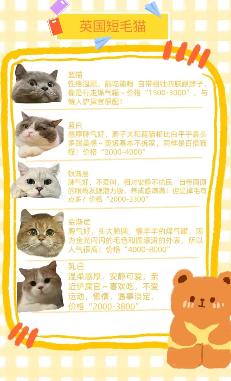 各品种猫咪价格介绍