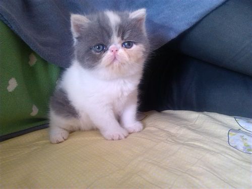 cfa纯种赛级血统 浅三花万能繁育色 异国短毛猫加菲猫 粘人宠物猫