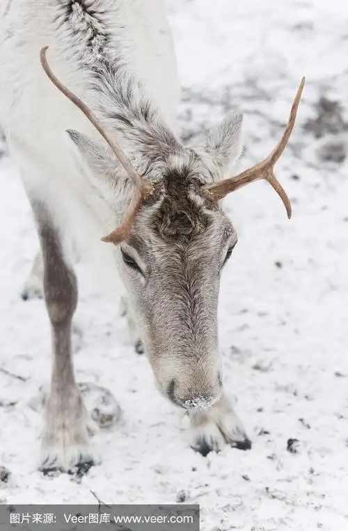 白色驯鹿头特写