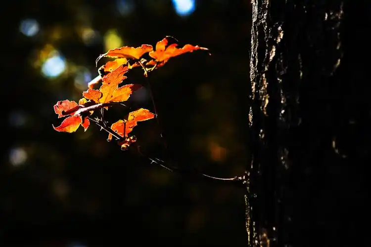 天平山晚秋,枫林红似火——2020年12月6日摄苏州天平山高义园