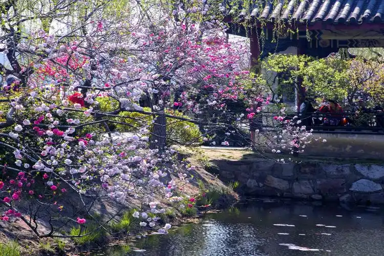 江南桃花《醉美蠡园》