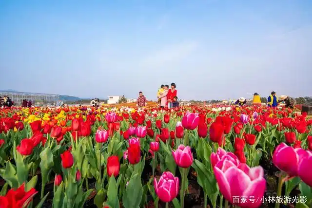 浪漫又华丽的五彩城观光花博园