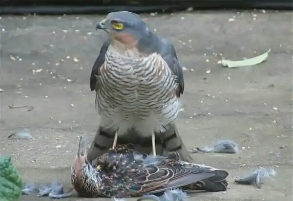老鹰猎杀欧掠鸟在公园当众拔毛网友直呼残忍