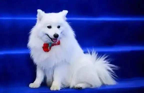 萨摩耶vs银狐,外观相似,性格却大相径庭!别让银狐犬"冒充"了