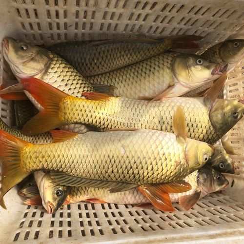 品鲜肴 淡水鱼 野生鲤鱼 鲜活现杀淡水产品 约500g(净膛前)现杀1条