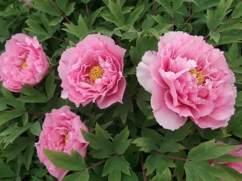 [分享]洛阳牡丹——银红巧对