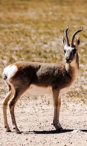 藏羚羊 - 收藏夹 - 知乎