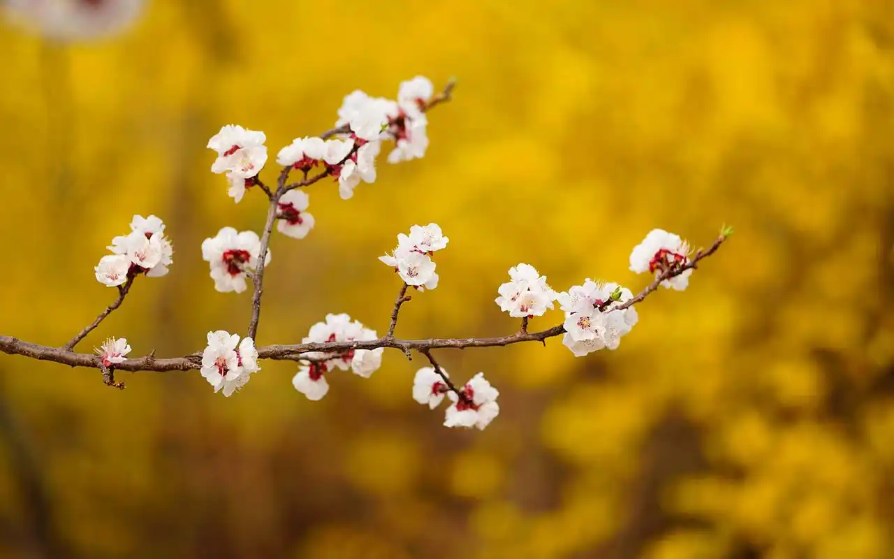 唯美纯白杏花小清新高清桌面壁纸