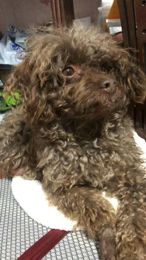 右边龅牙红棕色小体公泰迪找原主人