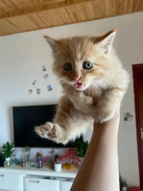 橘猫和布偶生的长毛猫红包领养