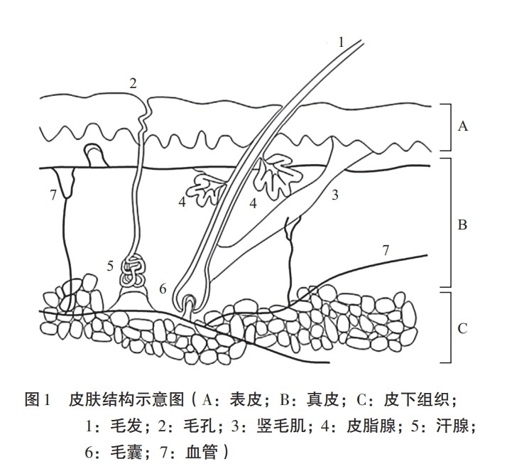 解决皮肤衰老问题从认识皮肤结构开始