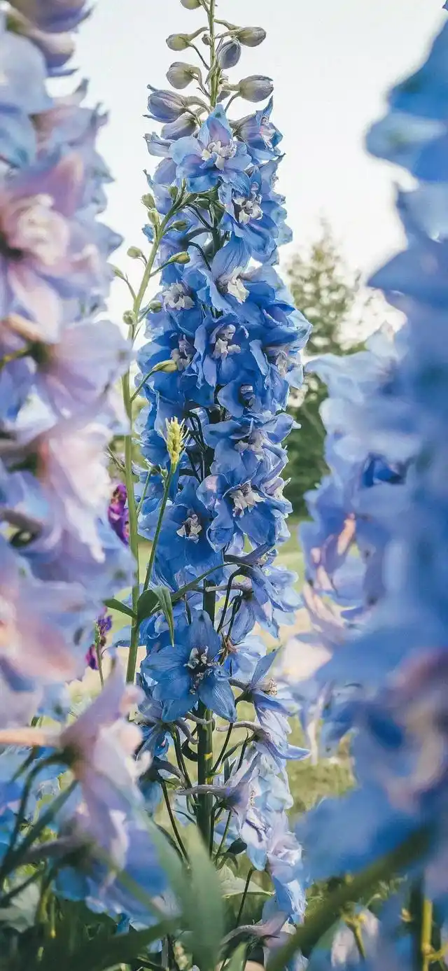 植物花卉高清壁纸:护眼,唯美小清新,挺养眼的