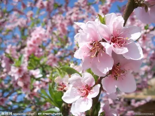 桃花词条图册_百度百科