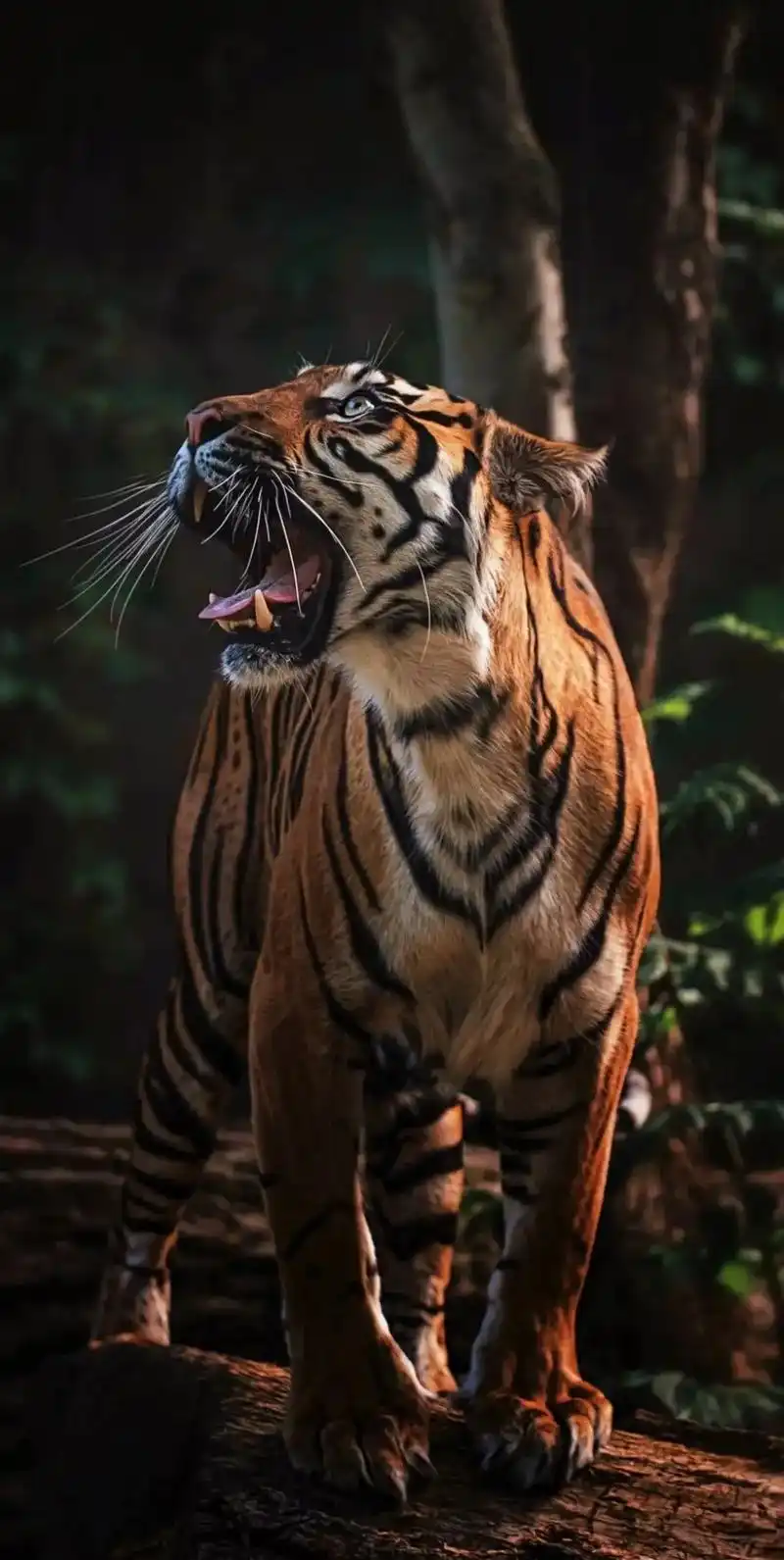 今日壁纸更新霸气老虎全屏壁纸分享