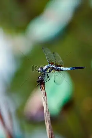 蜻蜓在荷叶枝头俏立摄影图配图企业vip免费下载免抠元素荷花莲花古典