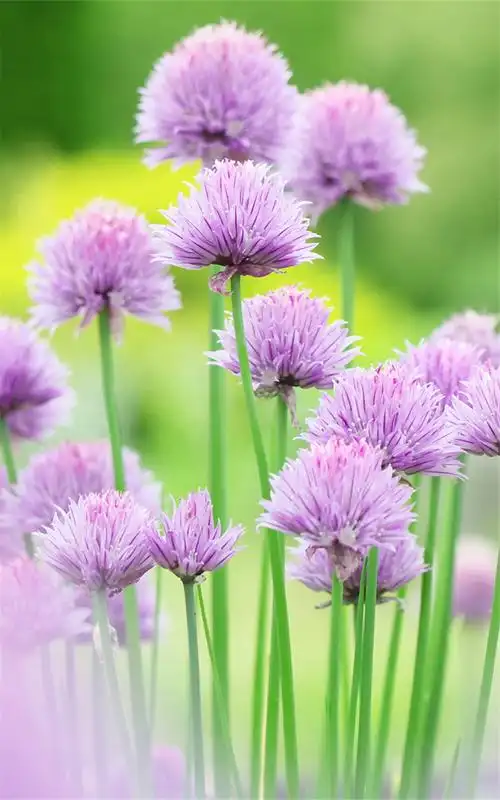 小清新绿色护眼花卉手机壁纸