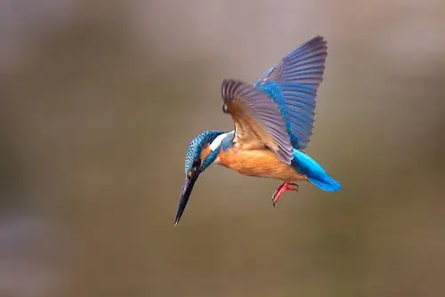 飞翠迎春(普通翠鸟)