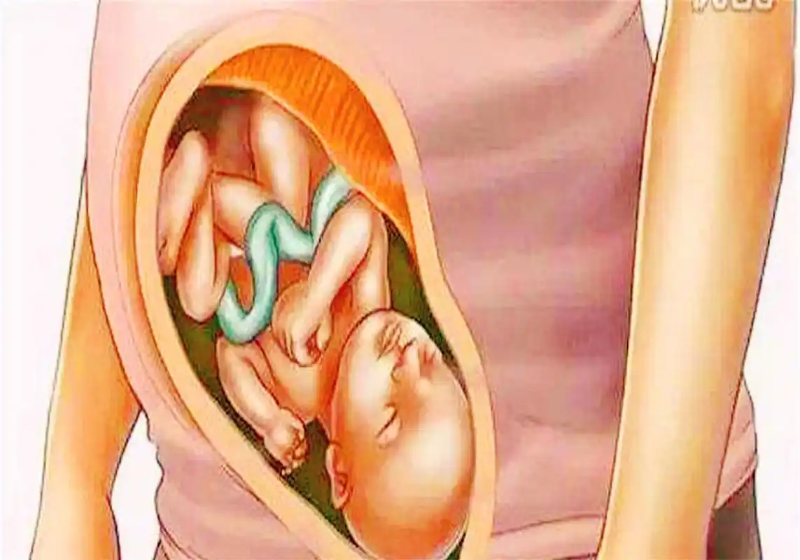 十张图带你看懂胎儿发育成型全过程,孕妈们挺不容易的,都该看看