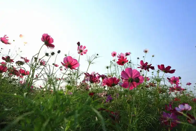 郑州:百亩格桑花盛开如草原花海 国庆佳节免费开放等你来观赏