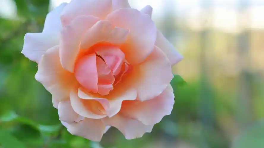 小清新植物花卉高清桌面壁纸