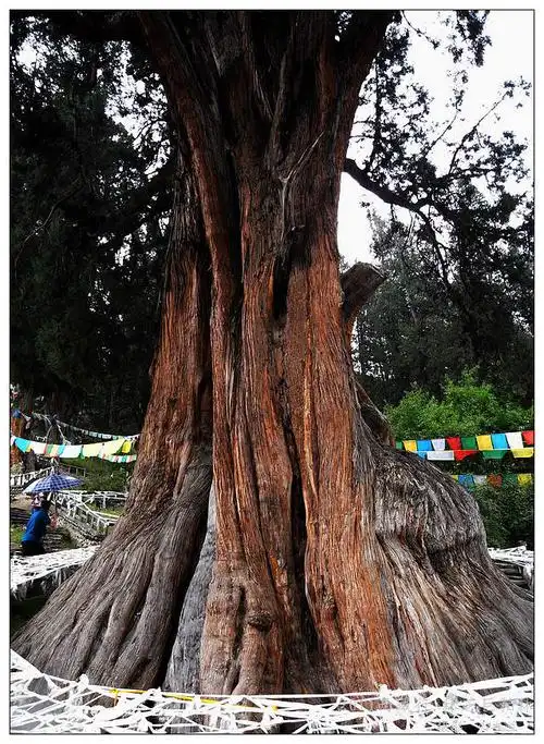 2011暑假西藏行游影记二十一林芝巨柏林