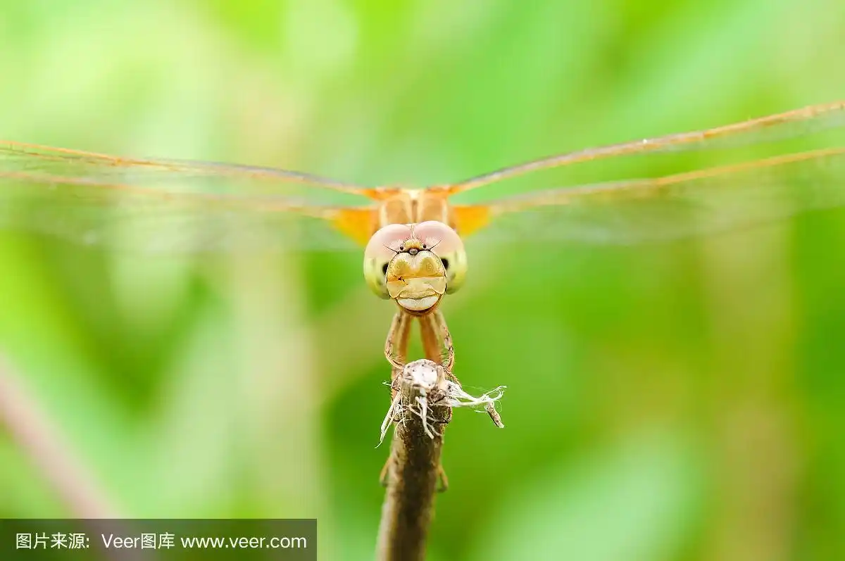 特写,蜻蜓,选择对焦,动物嘴,水平画幅