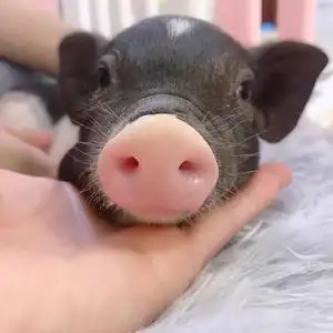 抖音超可爱网红宠物活体泰国迷你纯种小香猪佩奇萌宠异宠明星小猪