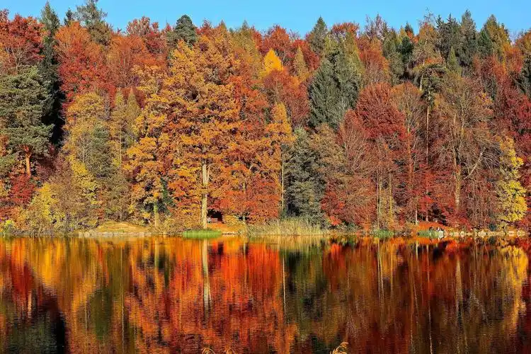 山湖绝色,水杉林飒飒,格桑花开遍当秋天的色彩洒满了大地,湖北的景色
