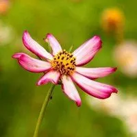 简约头像花草图片大全 简约小清新花花草草头像_微信头像图片大全