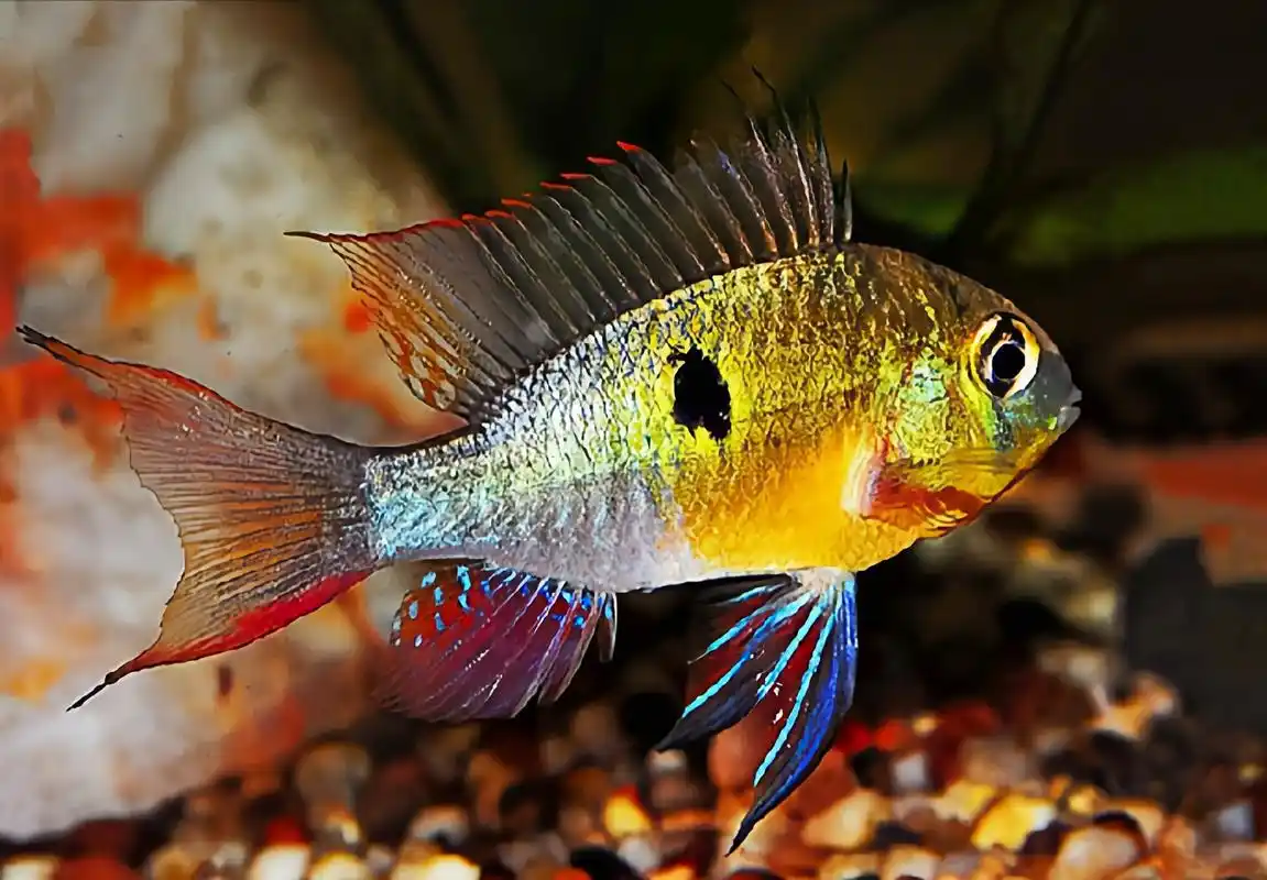 每天认识一种动物——玻利维亚凤凰鱼 玻利维亚凤凰又名帝王宝石,袖珍