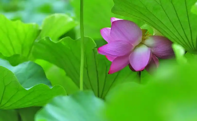 雨中荷花分外娇艳