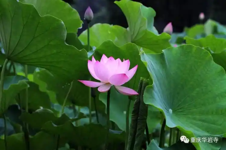道坚法师随笔——莲花与佛教的因缘观 - 重庆华岩文教基金会