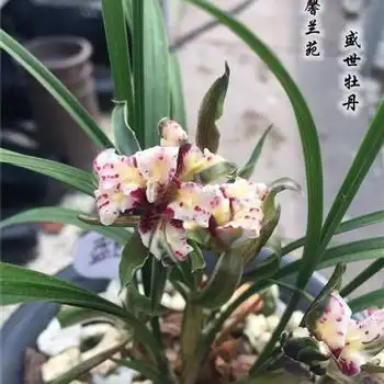 老种盛世牡丹,3个花苞,带芽 - 中国兰花交易网