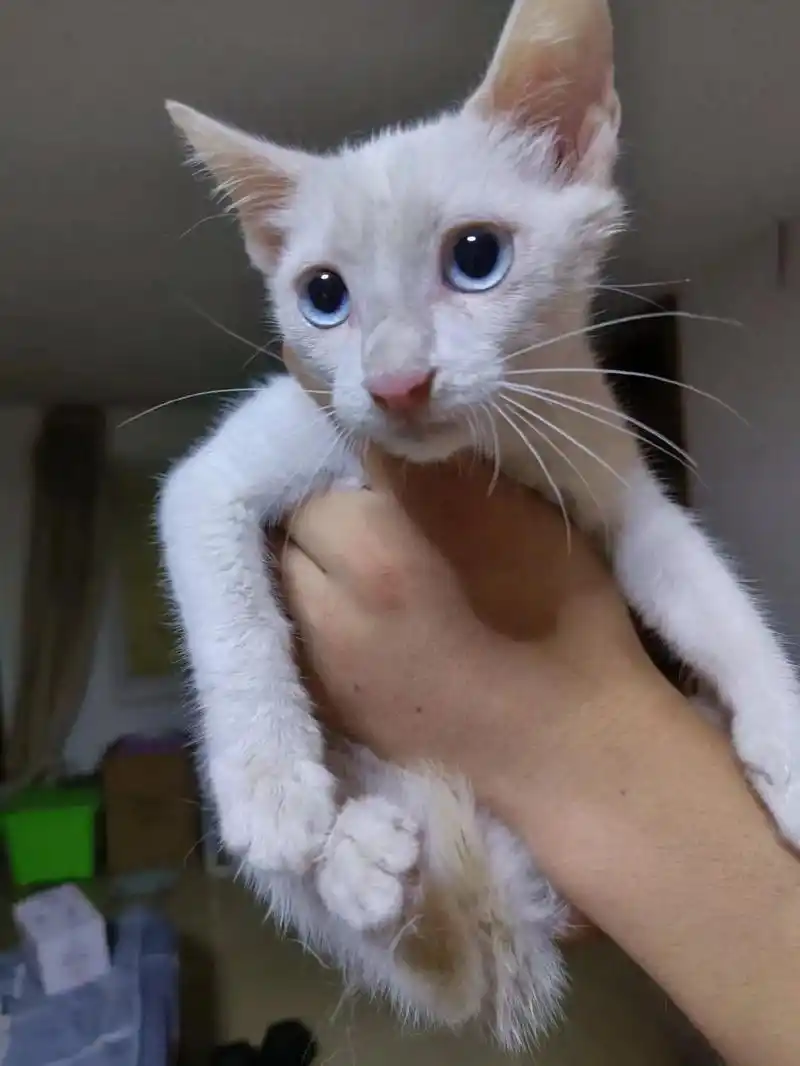 流浪猫.有没有要领养小猫咪的呀,纯白色五粉蓝眼睛的小母猫,目 - 抖音