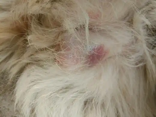 我家母狗有13.4岁,现在阴部红肿,也不怎么吃饭,是怎么回事儿,急