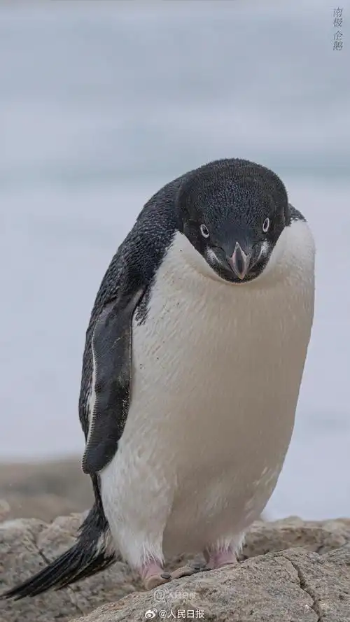 一组#南极企鹅特写壁纸#,送给爱极地,爱动物的你.#南极眼#(裴文悦)