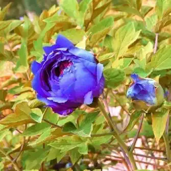 包成活24种秒杀;洛阳牡丹花苗 菏泽牡丹花苗 牡丹花苗精品1年苗.